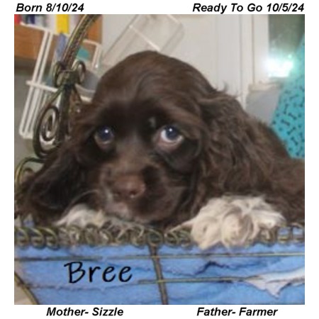 puppy, for, sale, Cocker Spaniel, Joe & Cherri  Overlease, dog, breeder, Miller, MO, dog-breeder, puppy-for-sale, forsale, nearby, find, puppyfind, locator, puppylocator, aca